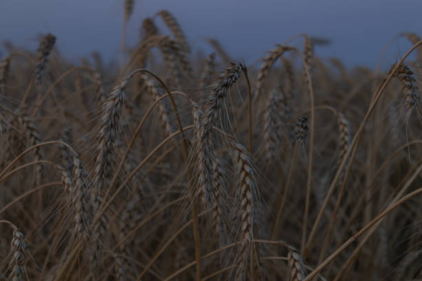 bg_sec_img_shop_about_page1_sctn7